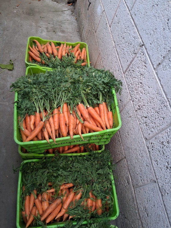 Zanahorias frescas